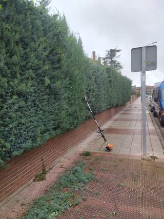 jardinería, poda de árboles y setos