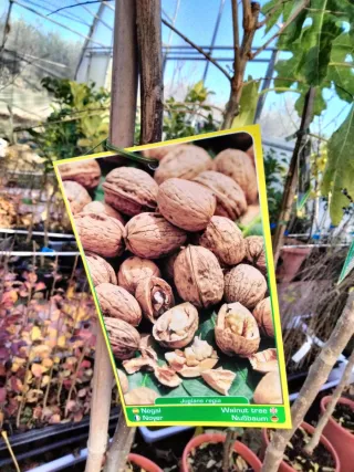 ÁRBOLES DE NOGAL