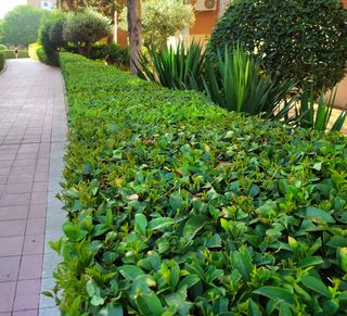 cortar setos, poda y mantenimiento