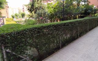 cortar setos, poda y mantenimiento