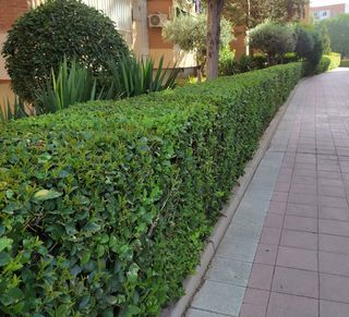 cortar setos, poda y mantenimiento