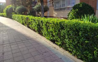 cortar setos, poda y mantenimiento