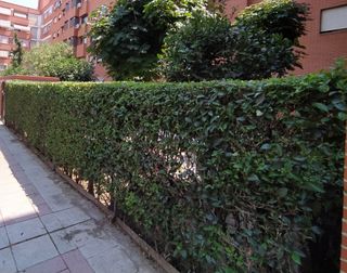 cortar setos, poda y mantenimiento