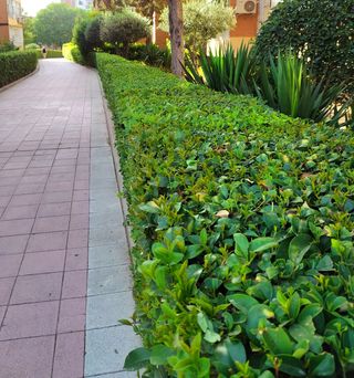 cortar setos, poda y mantenimiento