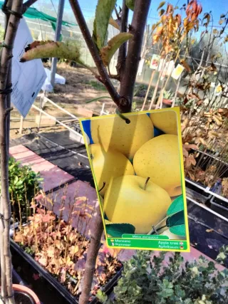 ÁRBOLES DE MANZANO GOLDEN. ÁRBOLES FRUTALES