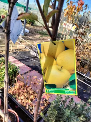 ÁRBOLES DE MANZANO GOLDEN. ÁRBOLES FRUTALES