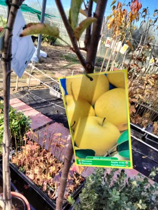 ÁRBOLES DE MANZANO GOLDEN. ÁRBOLES FRUTALES