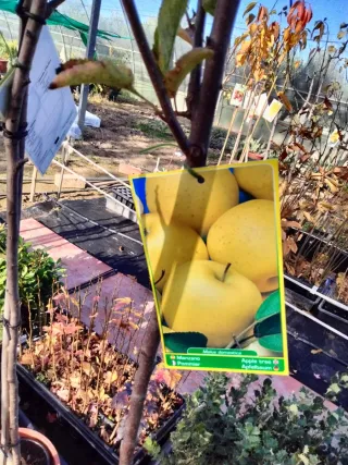 ÁRBOLES DE MANZANO GOLDEN. ÁRBOLES FRUTALES