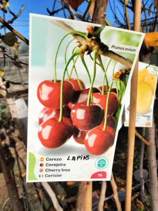 ÁRBOLES DE CEREZO VARIEDAD LAPINS AUTOFÉRTIL