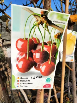 ÁRBOLES DE CEREZO VARIEDAD LAPINS AUTOFÉRTIL