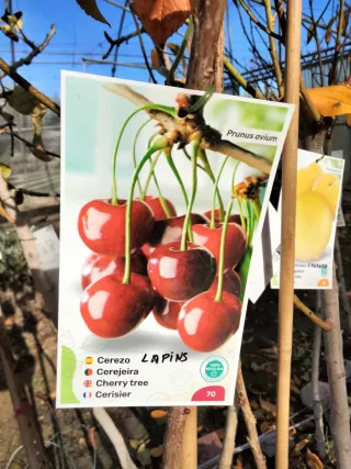 ÁRBOLES DE CEREZO VARIEDAD LAPINS AUTOFÉRTIL