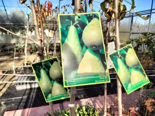 ÁRBOLES DE PERAL VARIEDAD CONFEFENCIA