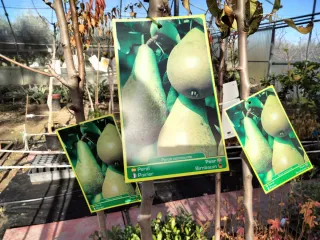 ÁRBOLES DE PERAL VARIEDAD CONFEFENCIA