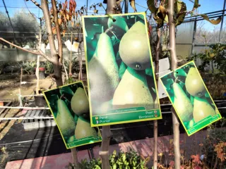 ÁRBOLES DE PERAL VARIEDAD CONFEFENCIA