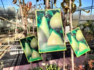 ÁRBOLES DE PERAL VARIEDAD CONFEFENCIA