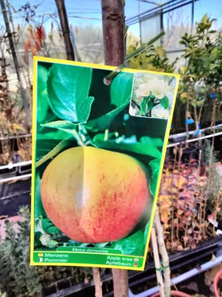 MANZANOS VARIEDAD ROYAL