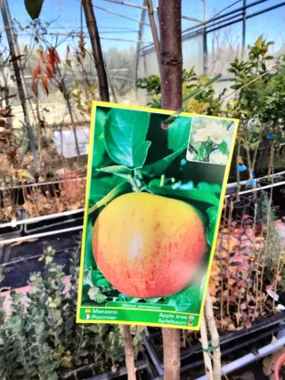 MANZANOS VARIEDAD ROYAL