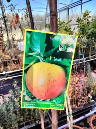 MANZANOS VARIEDAD ROYAL