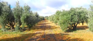 OLIVAS EN VALDEPEÑAS