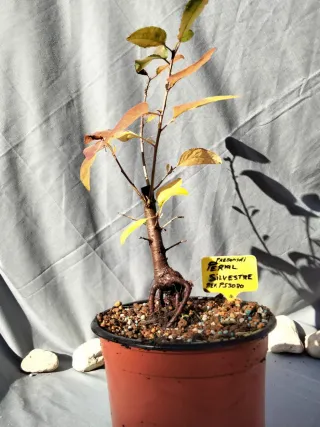 PREBONSÁI DE PERAL SILVESTRE