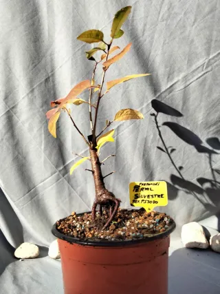 PREBONSÁI DE PERAL SILVESTRE