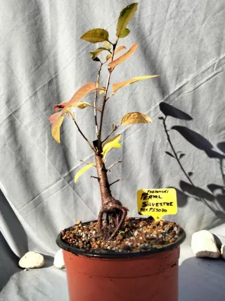 PREBONSÁI DE PERAL SILVESTRE