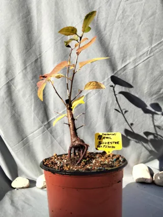 PREBONSÁI DE PERAL SILVESTRE