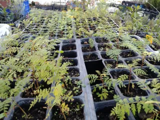 PEQUEÑAS JACARANDAS. PLÁNTULAS