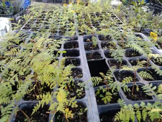 PEQUEÑAS JACARANDAS. PLÁNTULAS