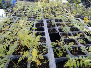 PEQUEÑAS JACARANDAS. PLÁNTULAS