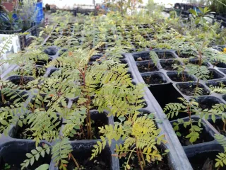 PEQUEÑAS JACARANDAS. PLÁNTULAS