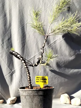 PREBONSÁI PINO PIÑONERO