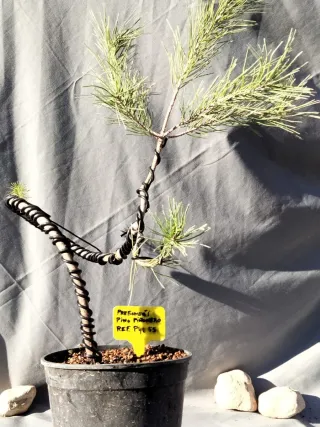 PREBONSÁI PINO PIÑONERO