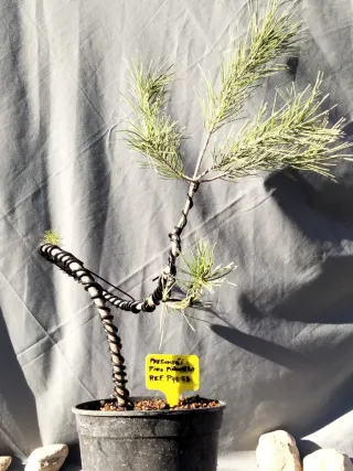 PREBONSÁI PINO PIÑONERO