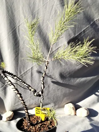 PREBONSÁI PINO PIÑONERO