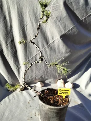 PREBONSÁI PINO CARRASCO (Pinus halepensis)