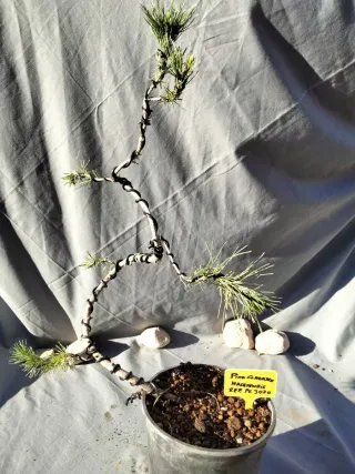 PREBONSÁI PINO CARRASCO (Pinus halepensis)