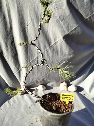 PREBONSÁI PINO CARRASCO (Pinus halepensis)