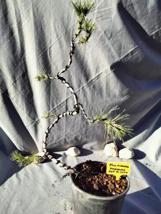 PREBONSÁI PINO CARRASCO (Pinus halepensis)