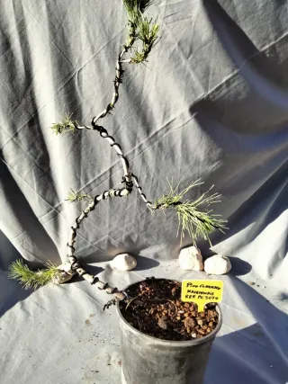 PREBONSÁI PINO CARRASCO (Pinus halepensis)