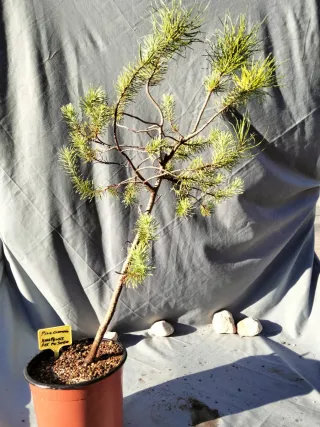 PINO CARRASCO. PINUS HALEPENSIS