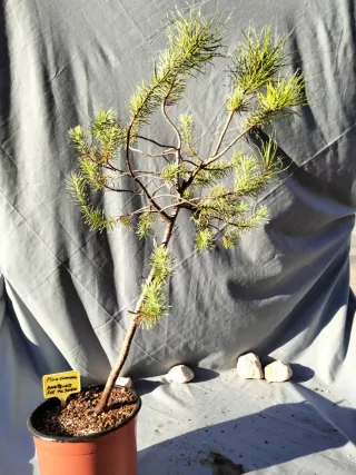 PINO CARRASCO. PINUS HALEPENSIS