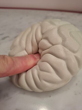 Cervello antistress morbido in lattice  Cervello i