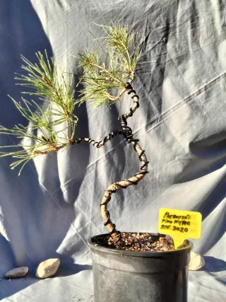 PREBONSÁI PINO NIGRA