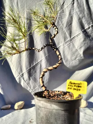 PREBONSÁI PINO NIGRA