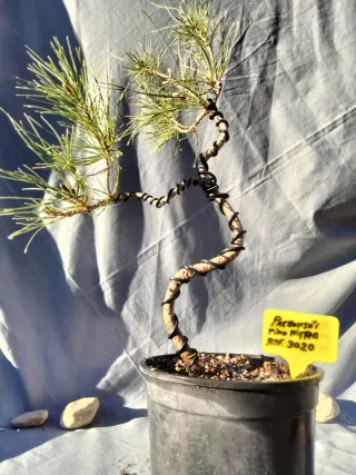 PREBONSÁI PINO NIGRA