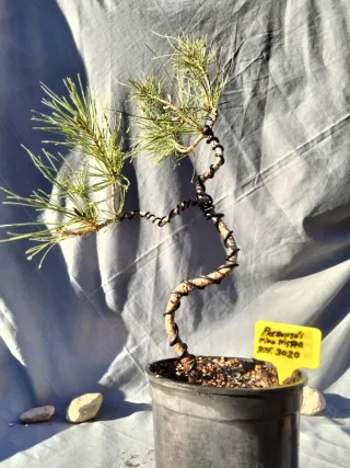 PREBONSÁI PINO NIGRA