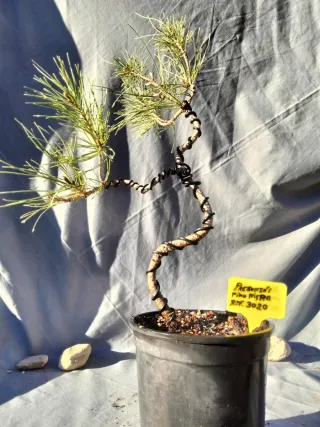 PREBONSÁI PINO NIGRA