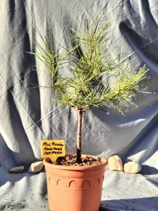 PINO PIÑONERO. PINUS PINEA