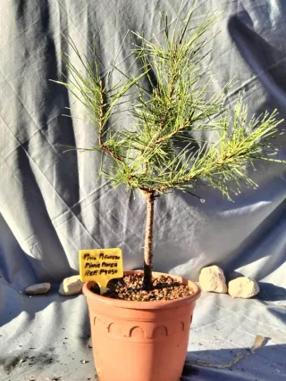 PINO PIÑONERO. PINUS PINEA